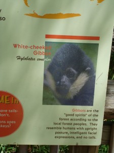 gibbons